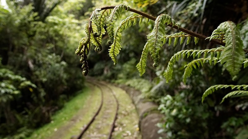 Fairy Ferns