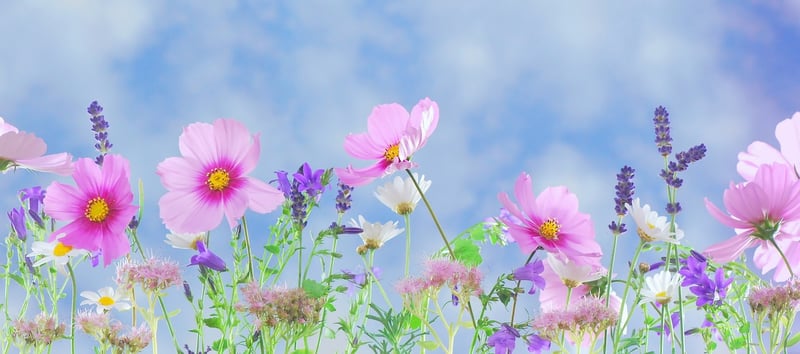 Enchanted Garden Image
