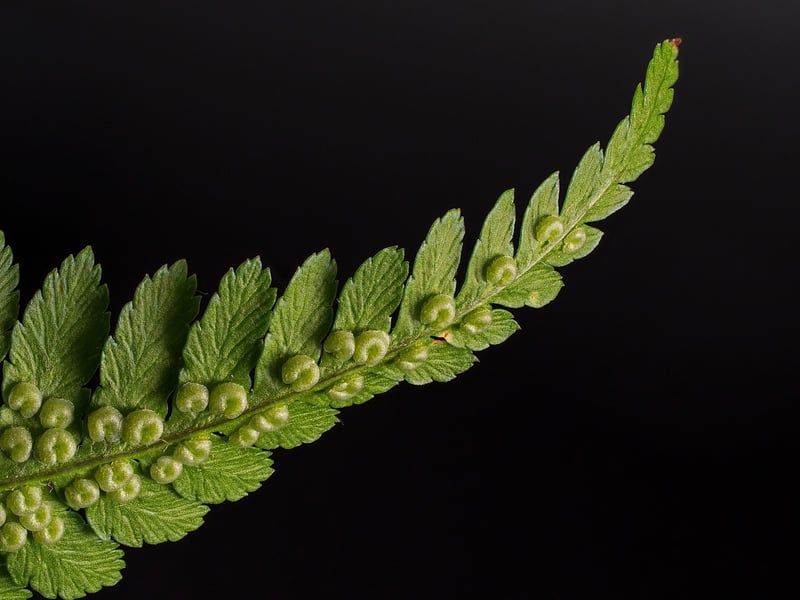 Fairy Fern in a forest